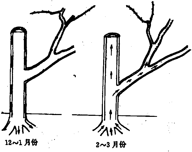 整形修剪的時期